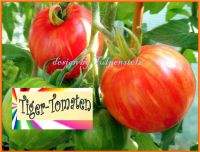 ♥ Tomate Tigerella gestreift aromatische Alte Sorte Samen Garten Eimsbüttel - Hamburg Schnelsen Vorschau