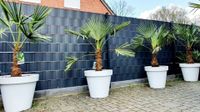 Hanfpalme ▪︎ winterharte Palme ▪︎ Gartenpflanze ▪︎ 160 - 190 cm Nordrhein-Westfalen - Mönchengladbach Vorschau