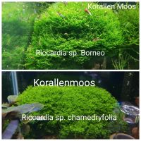 Korallenmoos Chamedryfolia, Borneo Nordrhein-Westfalen - Kürten Vorschau