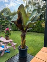 Ensete Maurelli Rote Bananenbaum Baden-Württemberg - Korntal-Münchingen Vorschau