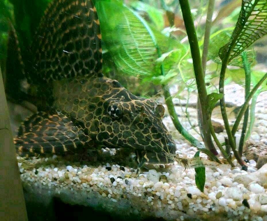 Macrobrachium peguense - Inlesee Burma Garnele. Aquarium in Dresden