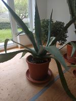 Agave mit Übertopf Bayern - Perlesreut Vorschau