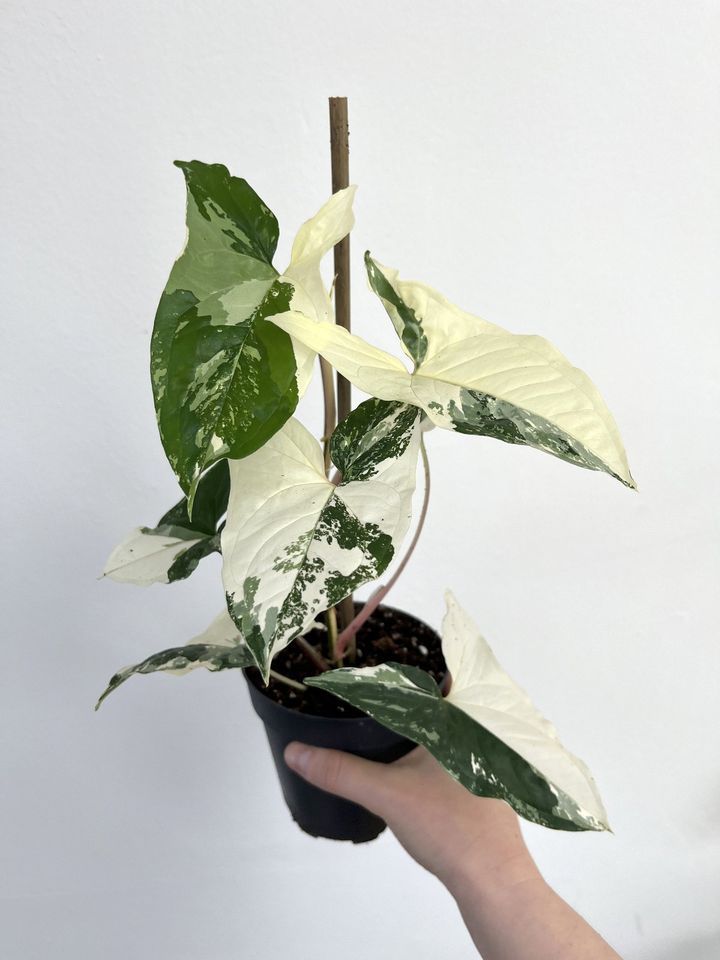 Syngonium Albo Variegata verschiedene Größen in Hannover