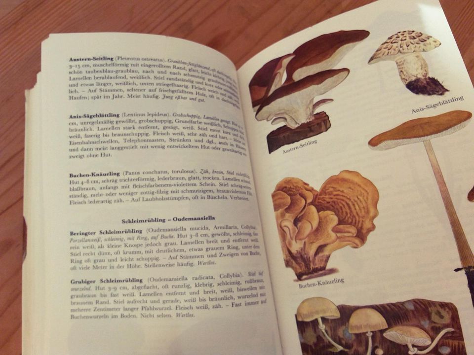 Pilzbuch BLV Bestimmungsbuch Pilze sammeln bestimmen Sammler in Karlsruhe