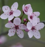 Blutpflaume 100-125cm - Prunus cerasifera Niedersachsen - Bad Zwischenahn Vorschau