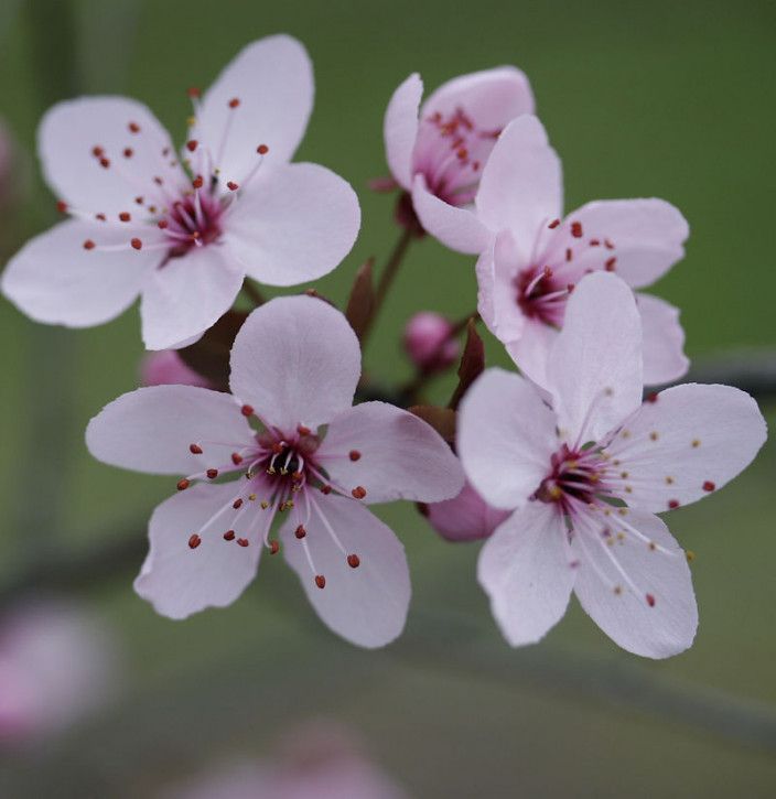 Blutpflaume 100-125cm - Prunus cerasifera in Bad Zwischenahn