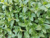 Oregano Bio Qualität Nordwestmecklenburg - Landkreis - Seehof Vorschau