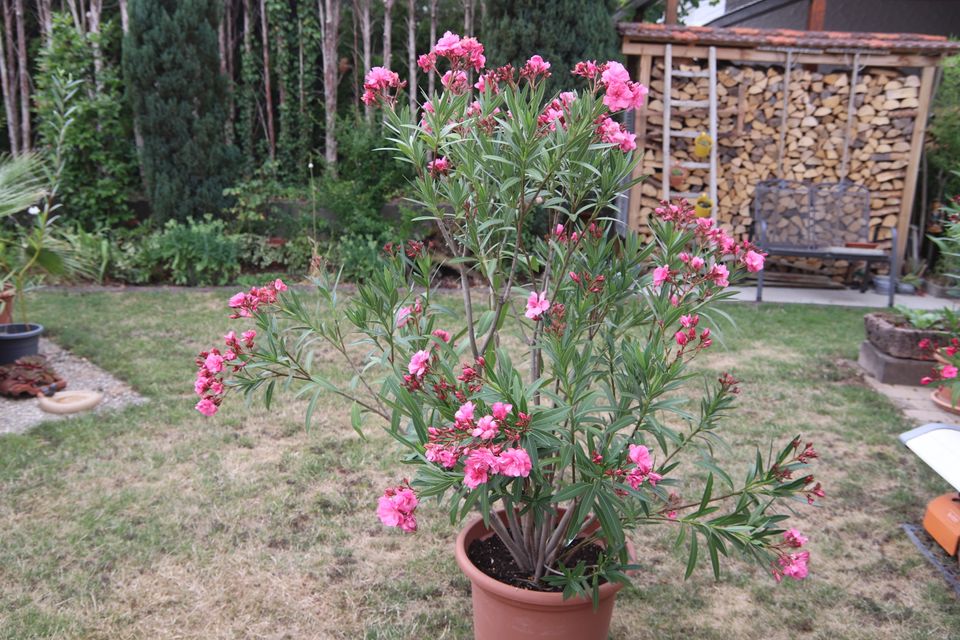 Topfpflanze Pflanze 2 große Oleander ca. 1,5 Meter Übertopf weiß in Berglen