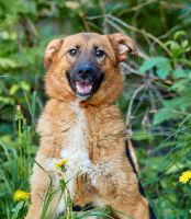 Babette - einjährige Hundedame Baden-Württemberg - Friedrichshafen Vorschau