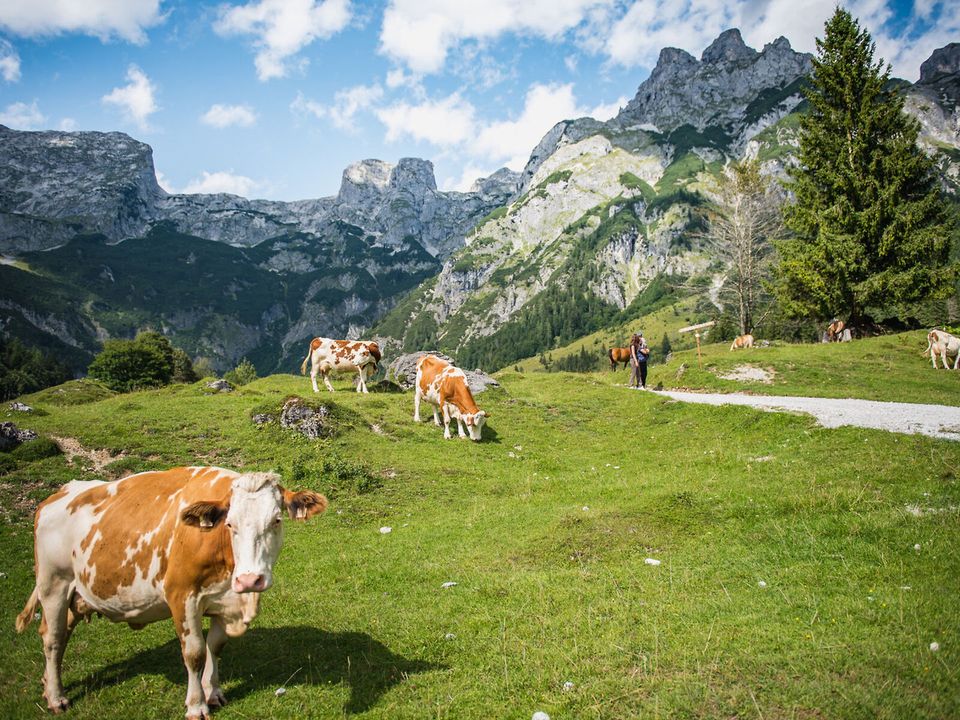 ÖSTERREICH Familienurlaub in 4*TUI KIDS CLUB GUT WENGHOF mit AI in Bad Langensalza