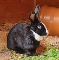 Kaninchen weiblich ca. 5 Jahre alt abzugeben Saarland - Schmelz Vorschau