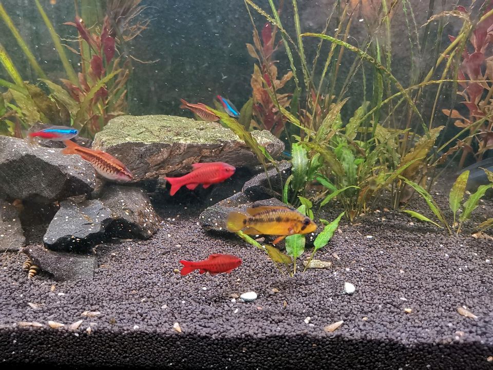 Aquarium 240l komplett inkl. Fische und viel Zubehör in Offenbach