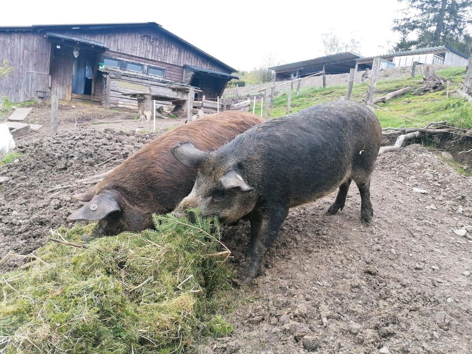 Wollschweine gedeckt vom Iberico Eber in Bad Berleburg