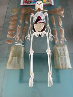 Menschliches Skelett, Knochen, Anatomie, 110cm groß, Dekoration Rheinland-Pfalz - Kirf Vorschau