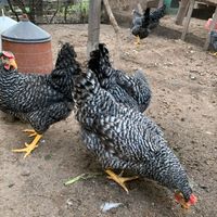 Blausperber legehennen, Hühner, Hennen mit Plicht Impfungen Baden-Württemberg - Brackenheim Vorschau