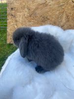 Minilop/ NHD/ Kaninchen/Mini lop Hessen - Romrod Vorschau