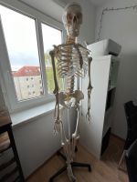 Anatomisches Skelett Mecklenburg-Vorpommern - Greifswald Vorschau