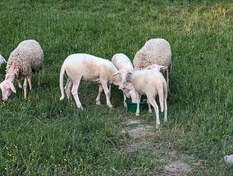 Schafe - Lacaune Milchschaf / Milchschafe Lamm Lämmer Schafbock in Hörselberg-Hainich