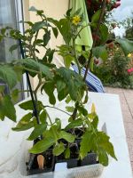 Tomatenpflanzen, selbst ausgesät und aufgezogen Sachsen-Anhalt - Magdeburg Vorschau