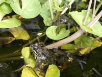 gr. Wanne Hornkraut o. Wasserminze Krebsschere Teich klar Wasser Schleswig-Holstein - Vaalermoor  Vorschau