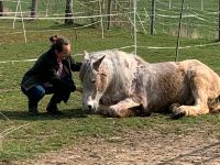 Pflegebeteiligung für Pferd gesucht Hessen - Langgöns Vorschau
