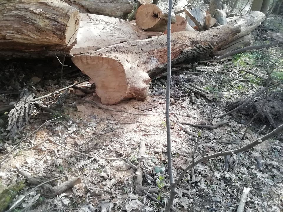 Verschiedene Eichen und Esche Stämme zu verkaufen in Hohenberg-Krusemark