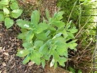 Fette Henne  Fetthenne Staude rot blühend winterhart sedum Baden-Württemberg - Eppingen Vorschau