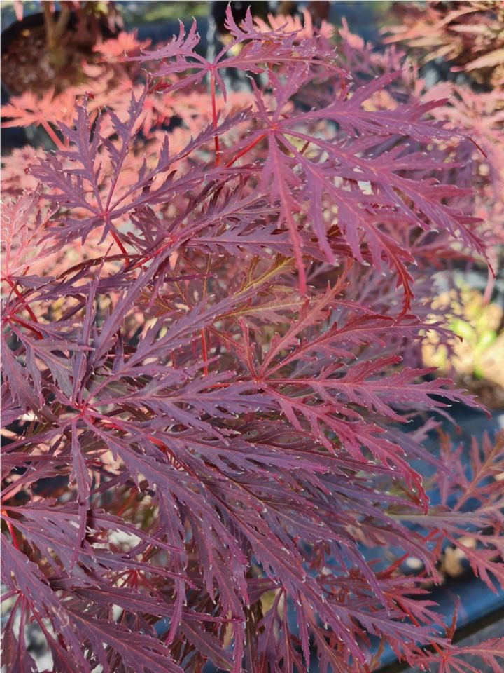 ***Ahorn*** Acer palmatum in Sorten in Klosterholte