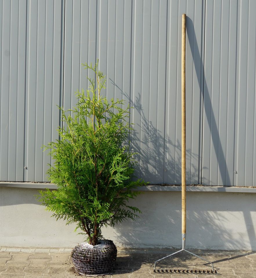 Lebensbaum Thuja Brabant in Wardenburg