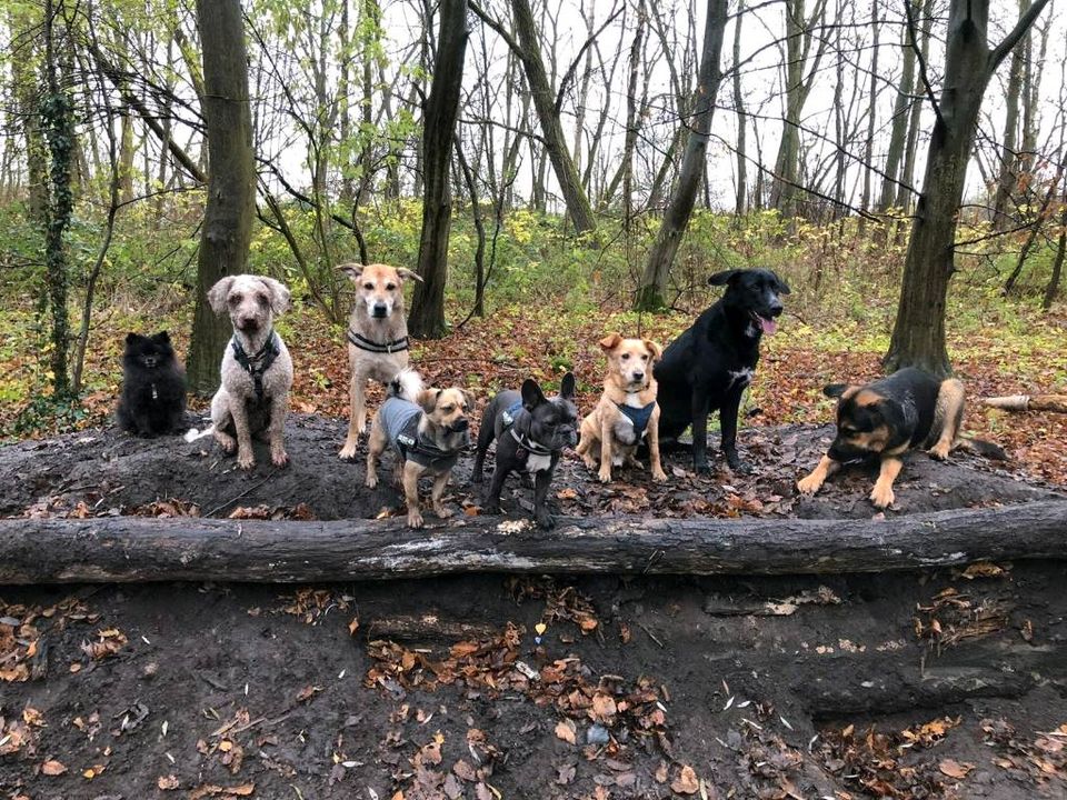 Hundetrainer-in/mobile Hundeschule, Mantrailing im Wendland in Lüchow