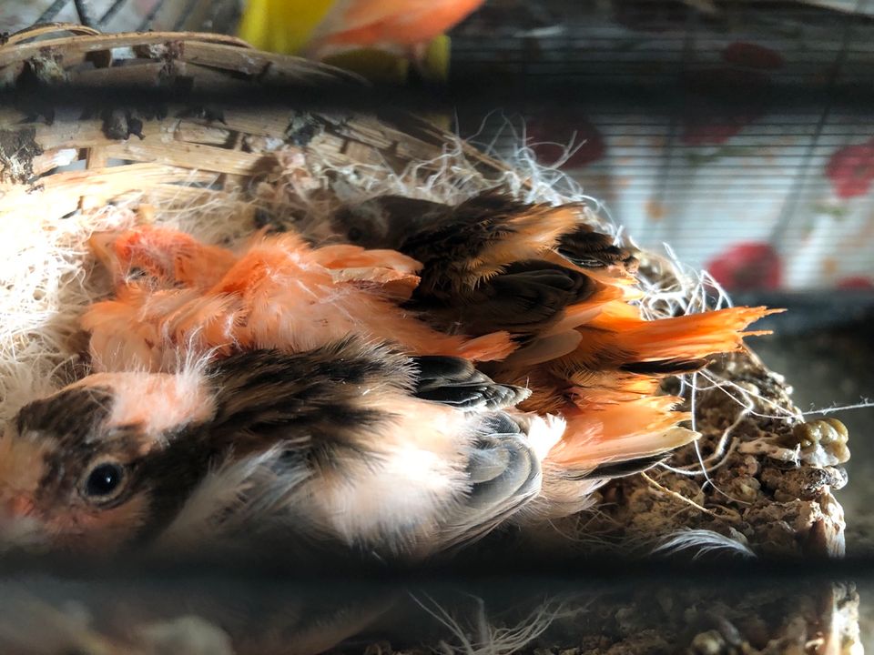 Kanarienvögel Gelb Rot Pro Stück (ein Vogel) in Albachten