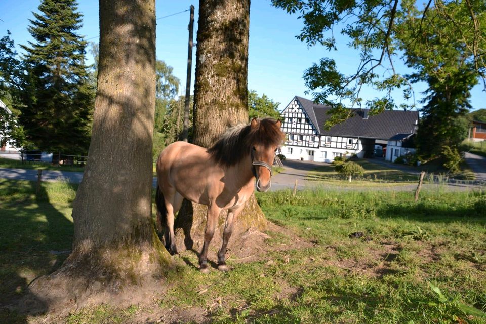 Ferien auf dem Bauernhof in Finnentrop