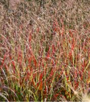 Rutenhirse „Hänse Herms“XL  Panicum Virgatum Stauden Gräser Brandenburg - Potsdam Vorschau