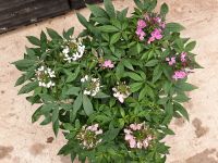 cleome senorita rosalita Spinnenpflanze  3 Farben Lingen (Ems) - Brögbern Vorschau