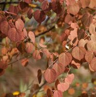 Pracht-Kuchenbaum 60-80cm - Cercidiphyllum magnificum Niedersachsen - Bad Zwischenahn Vorschau