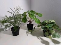 Kunstpflanzen Künstliche Pflanzen IKEA JYSK Kiel - Suchsdorf Vorschau