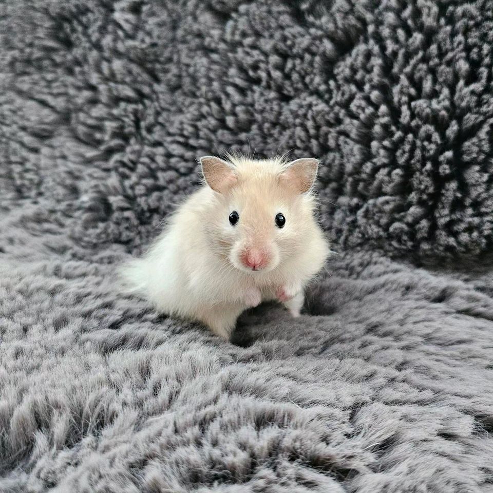 ❤️ Goldhamster Teddyhamster Satinhamster Babyhamster abgzugeben❤️ in Syrgenstein