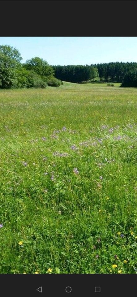 Landw. Nutzfläche in Viöl gesucht in Viöl