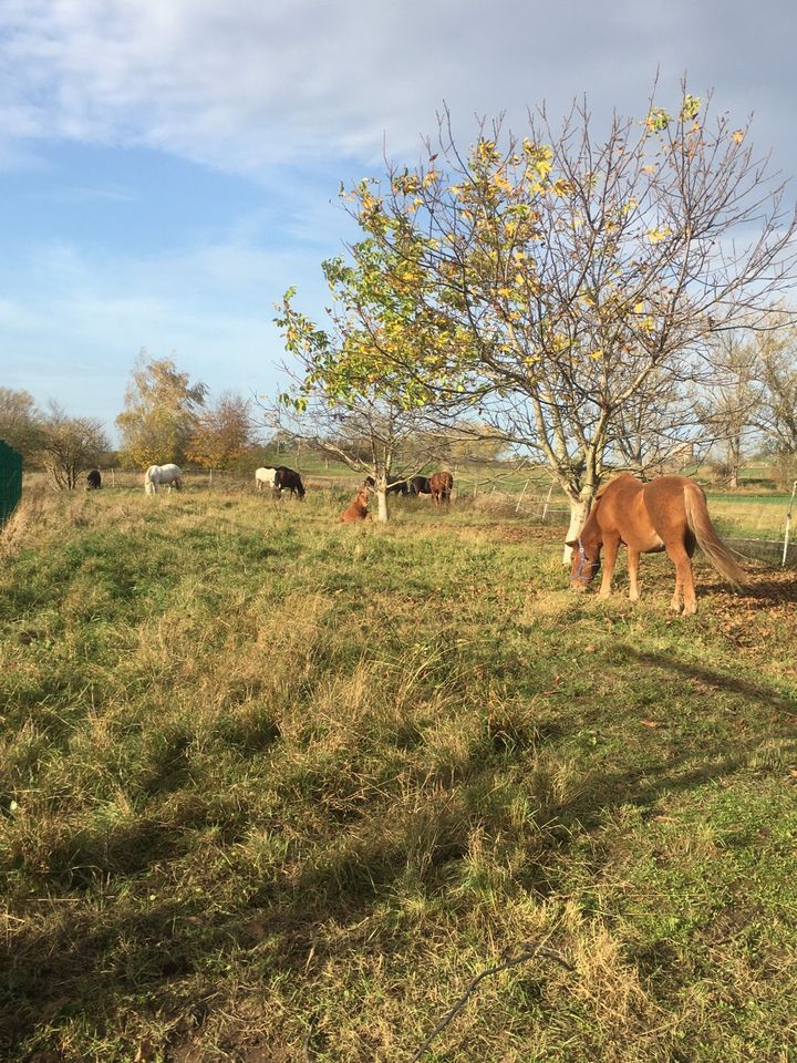 Offenstall hat noch Platz, Offenstallplatz, Pferd ,Pony ,Stall in Arnstein