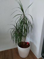 Zimmerpflanze Drachenpalme Baden-Württemberg - Backnang Vorschau