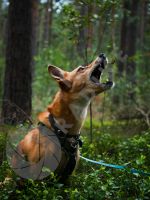 Hundefoto-Shootings beim Spaziergang | Tierfotografie Hannover - Kirchrode-Bemerode-Wülferode Vorschau