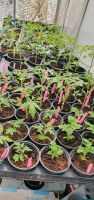 Tomatenpflanzen,  Zucchinipflanzen Thüringen - Jena Vorschau