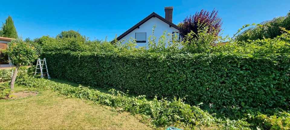 Heckenschnitt Hecke Schneiden Baumfällung Gartenpflege Rasenmähen in Bonn