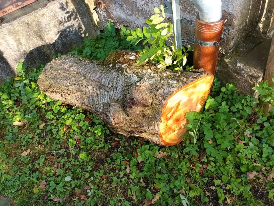 Holz Kirschbaum zu verkaufen in Haimhausen