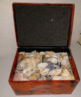 Muscheln Dekoration Nordrhein-Westfalen - Schieder-Schwalenberg Vorschau