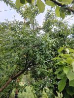 Pflaumenbaum zu verschenken Nordrhein-Westfalen - Witten Vorschau