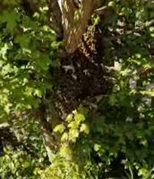 Bienenschwarm fang Bienen retten Schleswig-Holstein - Tarp Vorschau