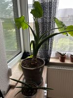 Pflanze Alocasia calidora - Elefantenohr Baden-Württemberg - Aalen Vorschau