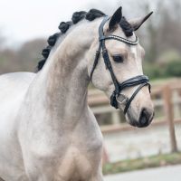 Neue TRENSEN schwarz oder braun Leder pony, vb/cob, wb/full, kb/extra full €62,95! Niedersachsen - Rehburg-Loccum Vorschau