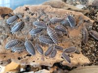 Porcellio hoffmannseggi - Asseln Nordrhein-Westfalen - Langenfeld Vorschau